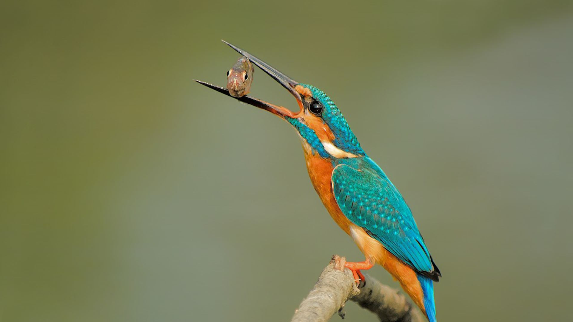 salute degli ecosistemi